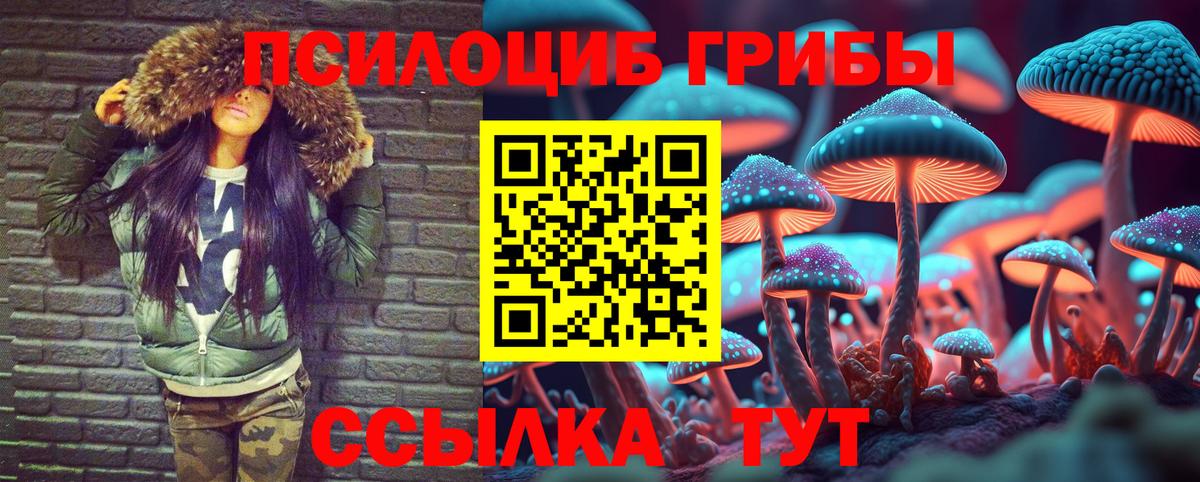 Галлюциногенные грибы Psilocybe Будённовск